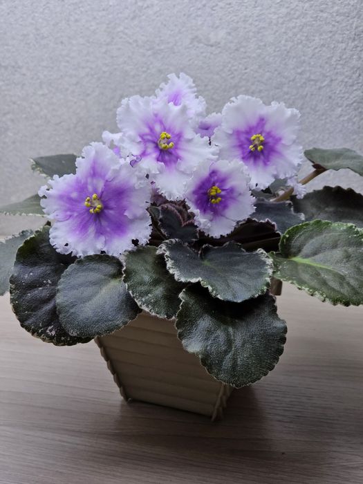 Фиалка Dn-Дух Рiздва