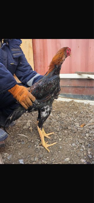 Продам бойцовых петухов Дакан.