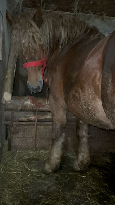 Harmasar 2 ani jumate