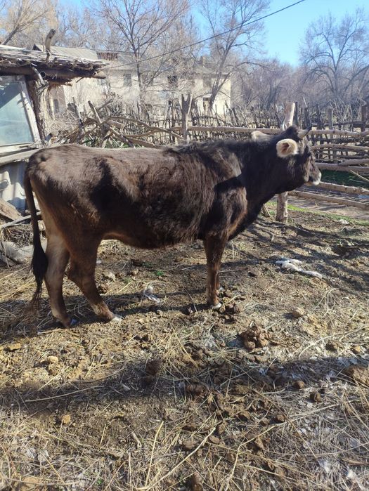 Продам коров молодые