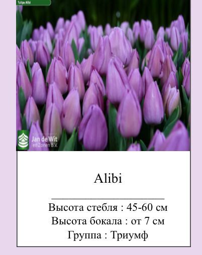 Самые красивые стройные Тюльпаны оптом к 8марта  .