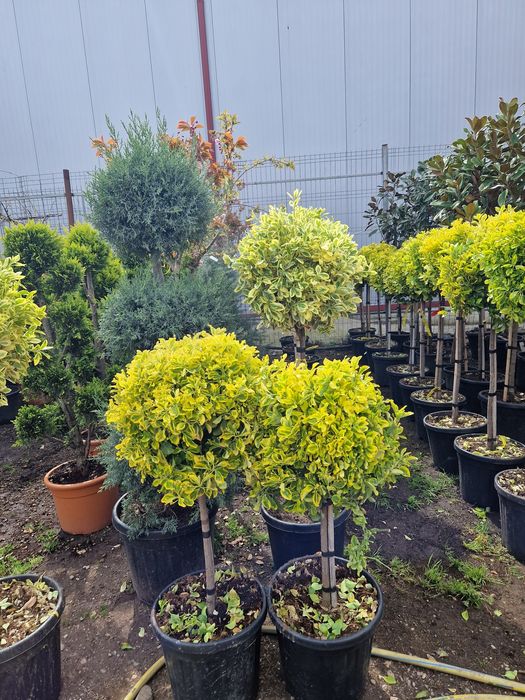 Plante ornamentale