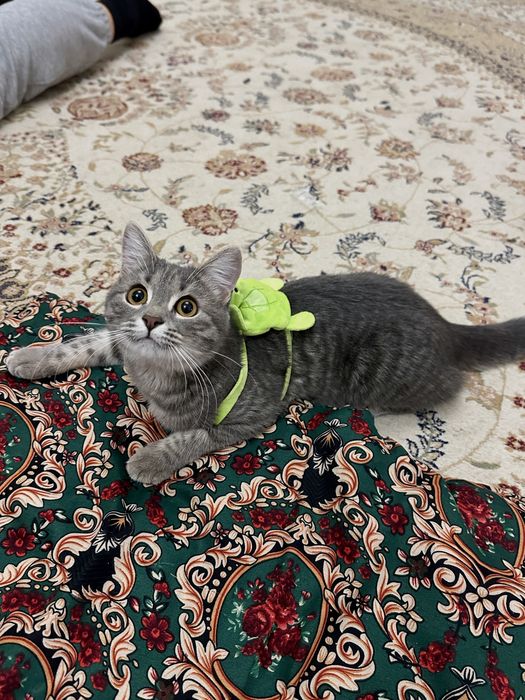 Котенок 9 месяцев.