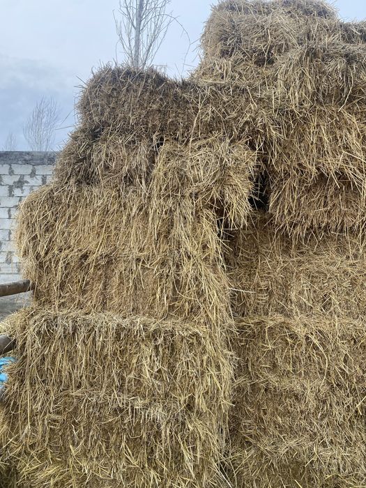 Somon pires qoqon mol qoylar uchun pris  ot òt mol ot