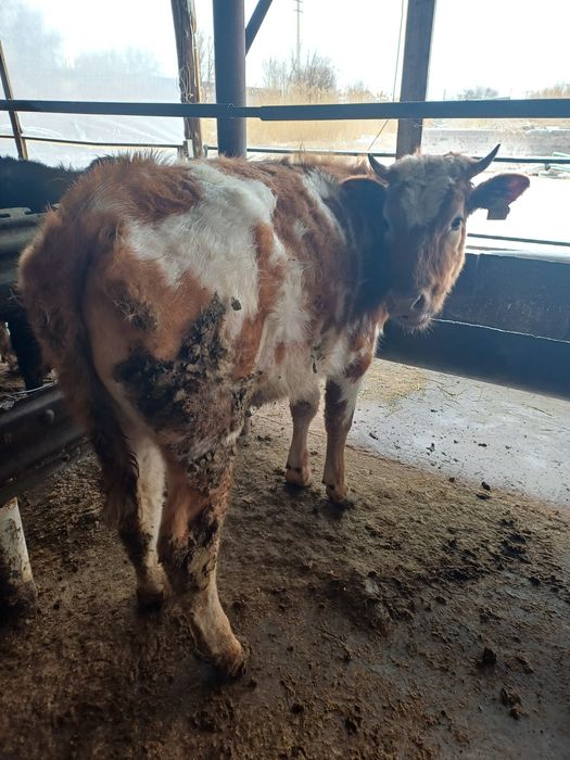 Продам тёлку 11 месяцев