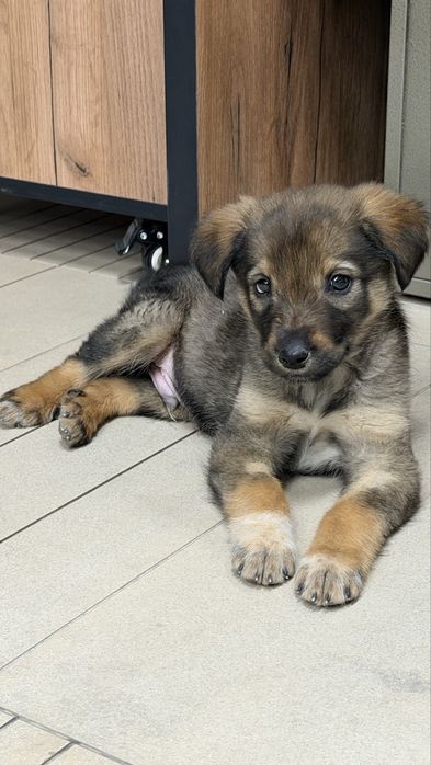 Алматы - МАЛЬЧИК щенок - компаньон защитник