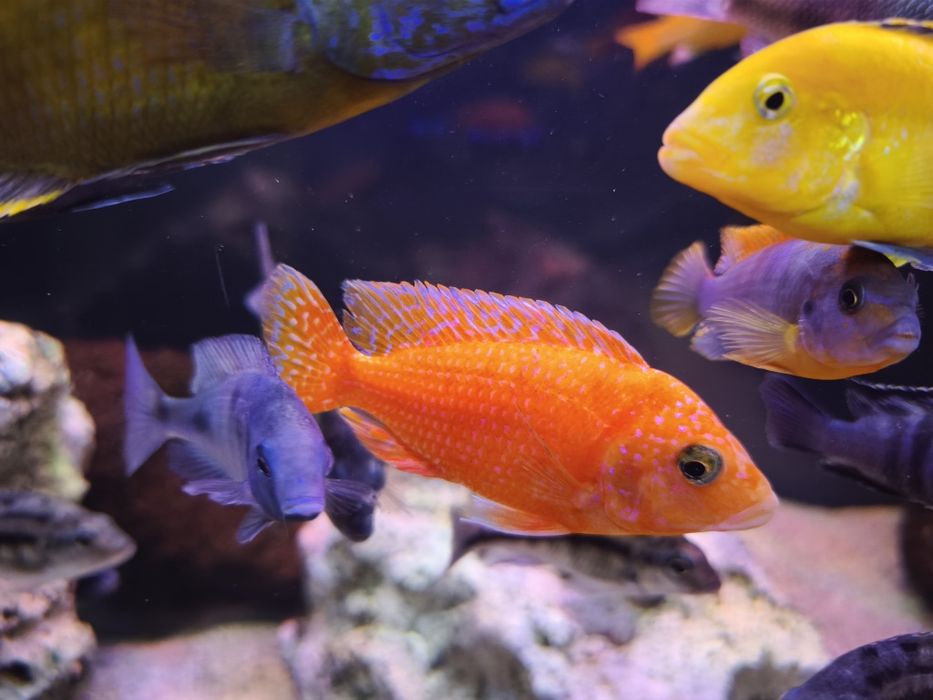 Ciclide africane acvariu