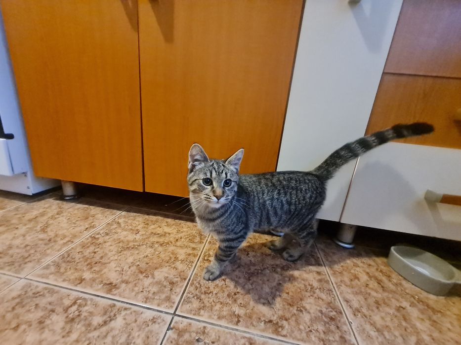 DONEZ Pisica Mascul in Bistrita
