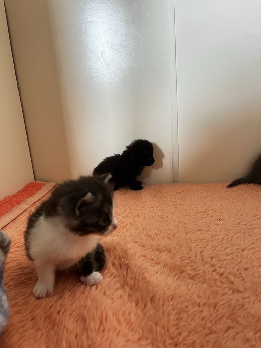 Котята вислоухие