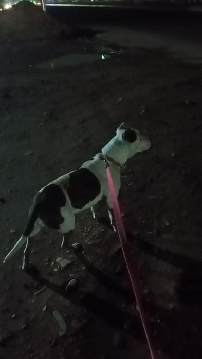 Pitbul urg'ochi 3 marta tuqan odamga beziyon