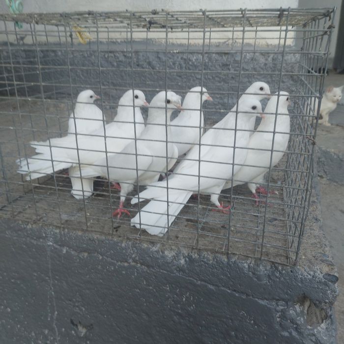 Бели бакинцы турмен микс