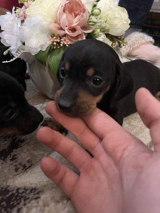 Catel Teckel rasă pură