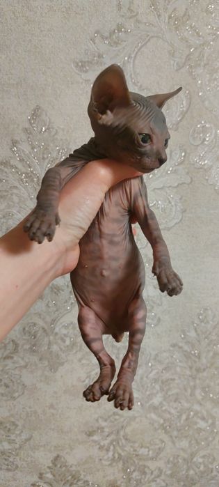 Котята Конадского Сфинкса