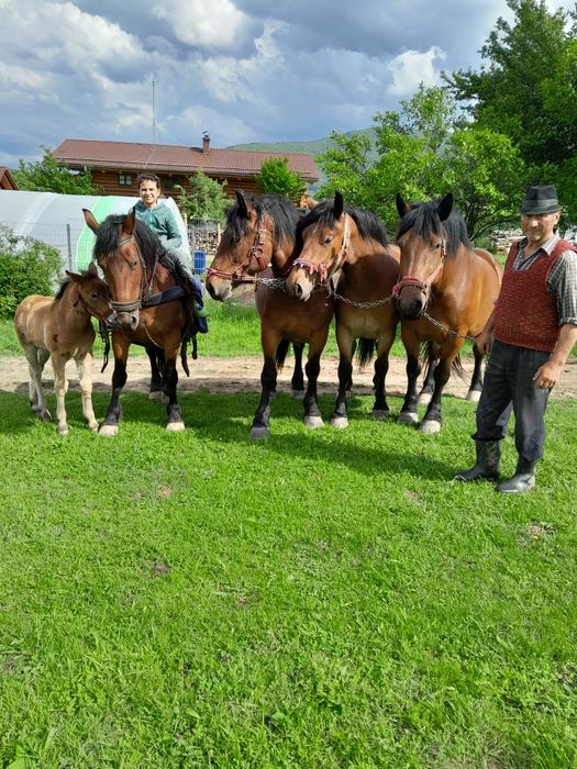 Iepe de vanzare  foarte cuminti