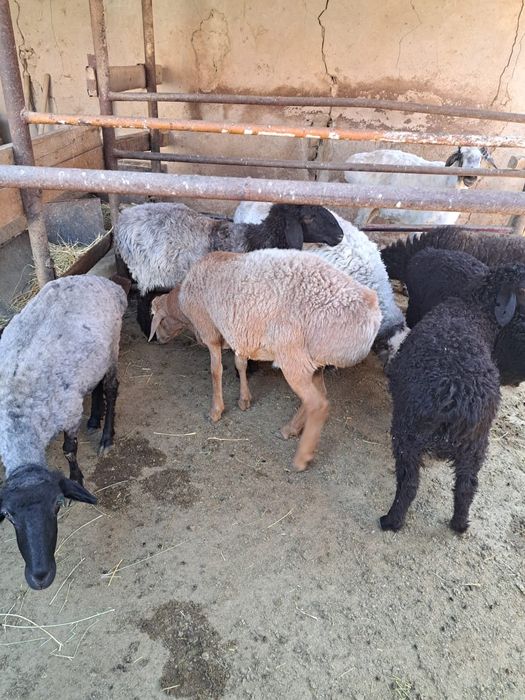 Қолда бағылған қойлар,тоқтылар сатылады