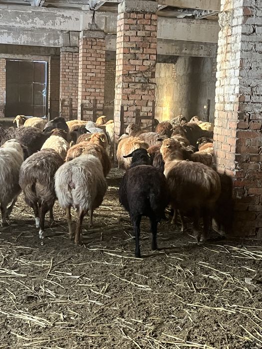 Бараны овцы лошадь