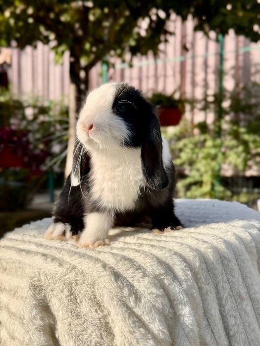 Quyon Кролик Mini dekorativ quyon bolasi