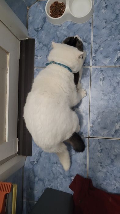 Вязка кот шотландский вислоухий