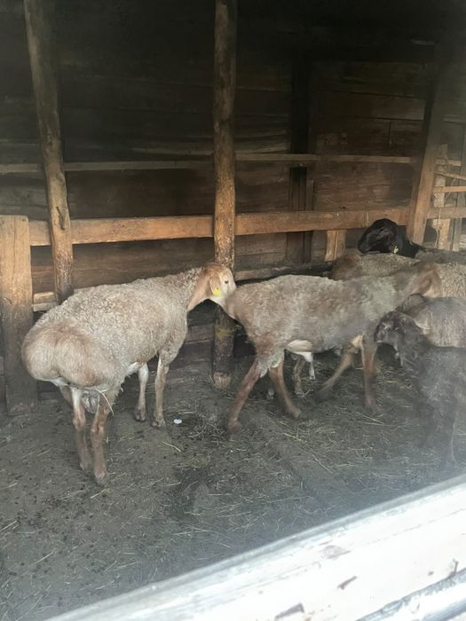 Продам молодых кошкаров
