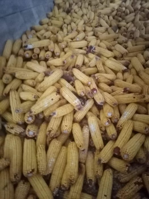 Vînd strujeni pentru animale 2lei snopu plus ovãs 1.50 kg   plus porum