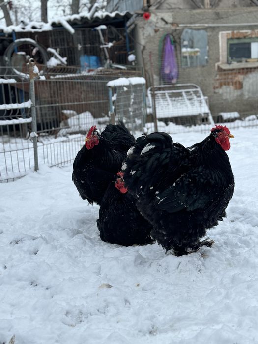 Cocoși si gaini Cochin China uriaș