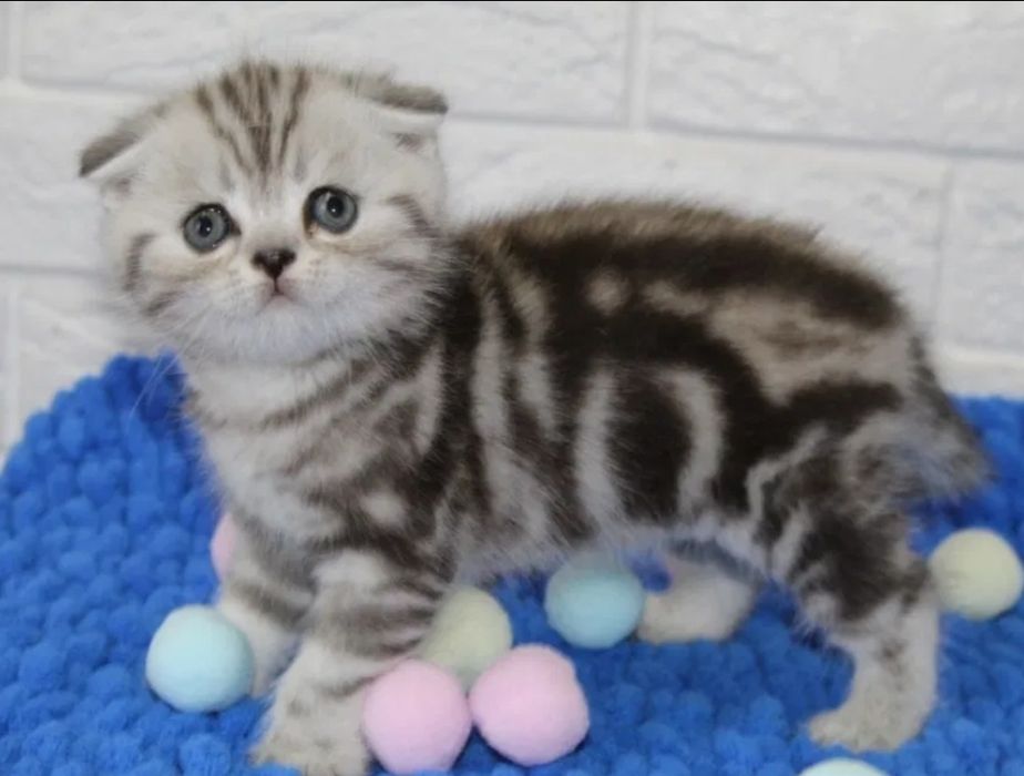 Продаются  шотландские  котята.