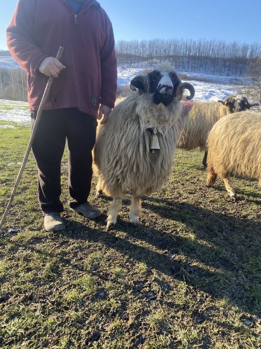 Vand sau schimb berbec breaz de soi bun