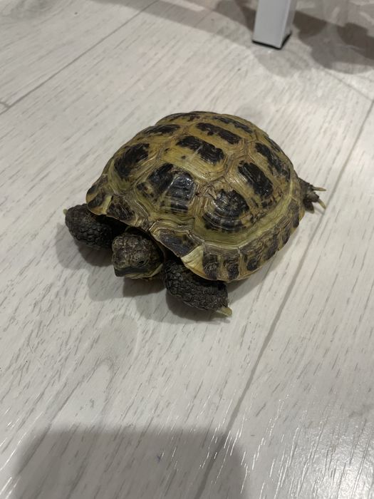 Сухопутная Черепаха