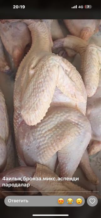 Мясо индейки оптом и в розницу