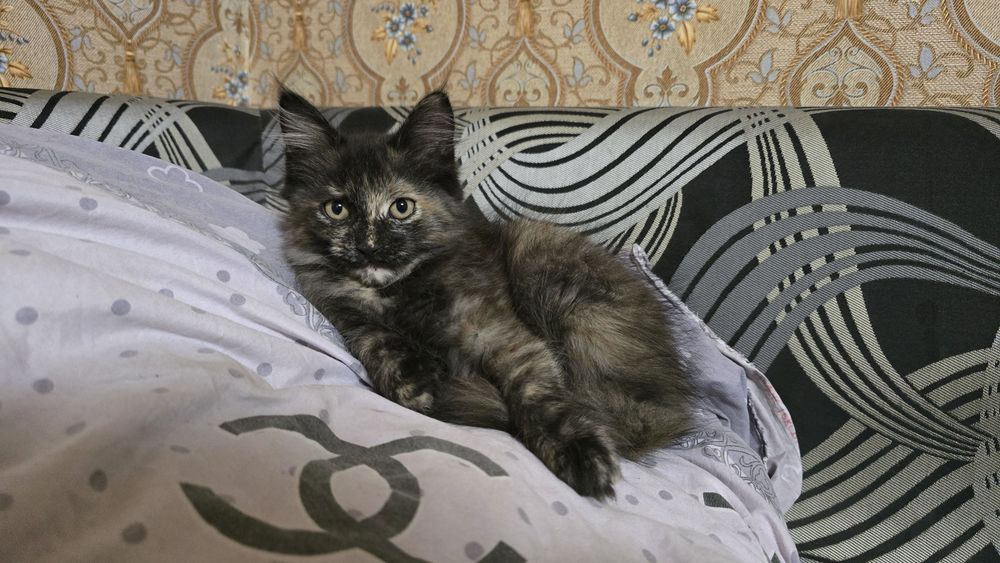 Котенок 4 месяца. Девочка.
