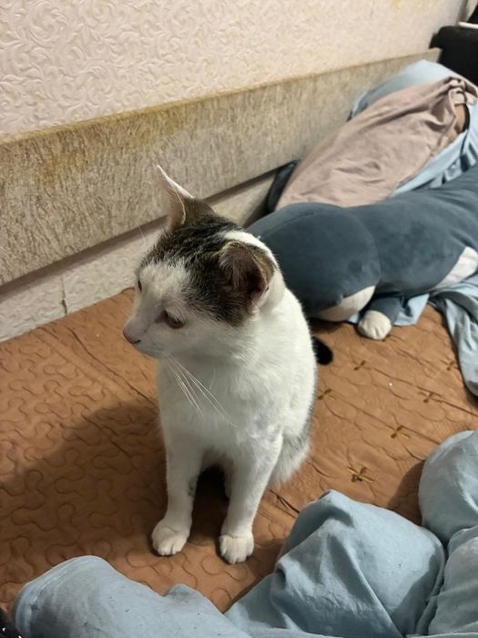Найден котик район 11школа