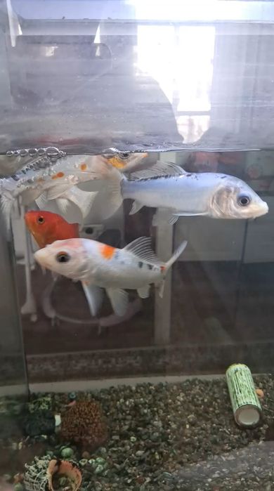 Аквариум балыктары сатылады
