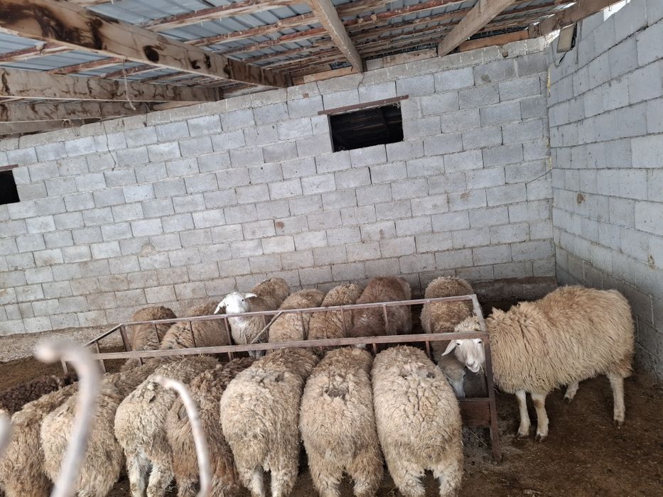 Бараны кой токты