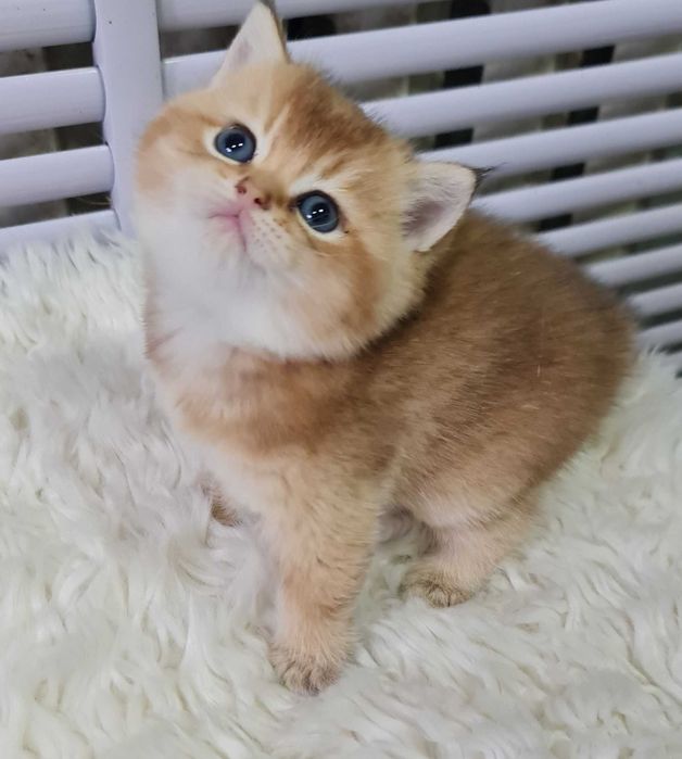 Британская короткошерстная. Котята