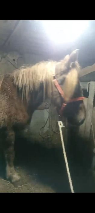 Продам кабылу три года