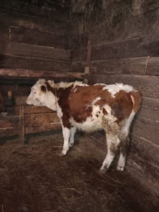 Семіз баспақтар сатылады