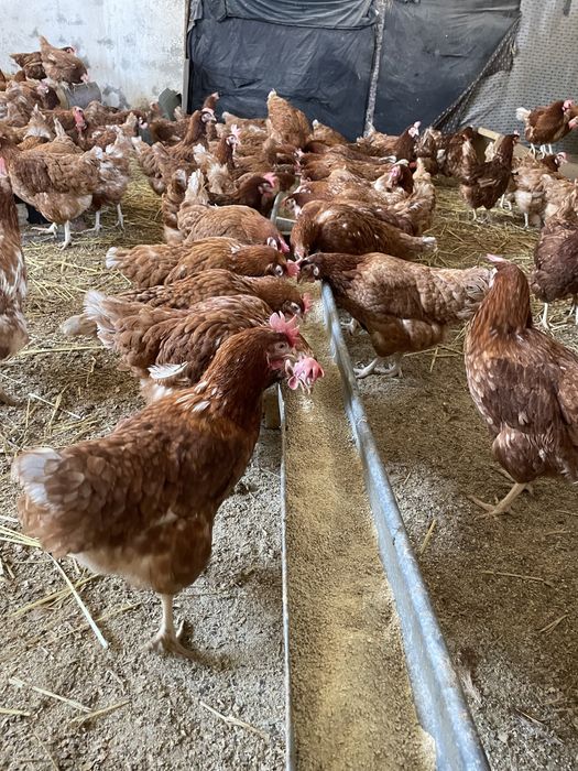 Găini rosii ouatoare Isa Brown, Valea Oilor-Podisu!