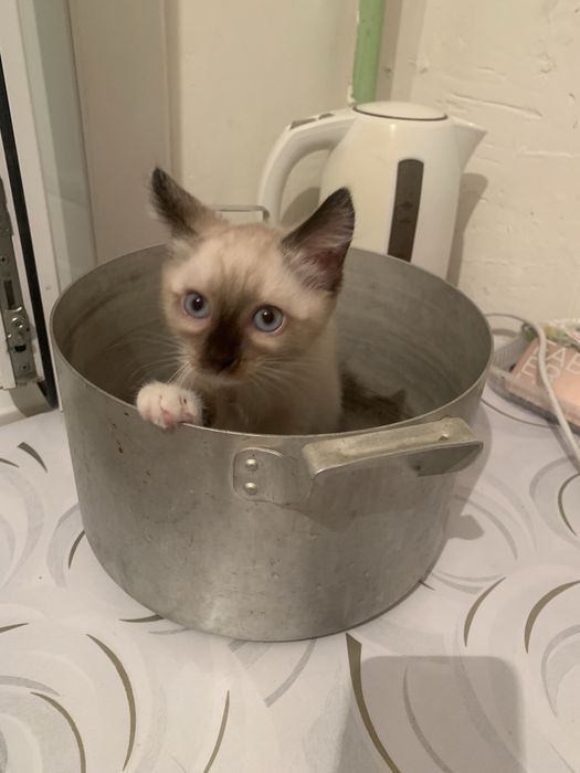 Котята в добрые руки!