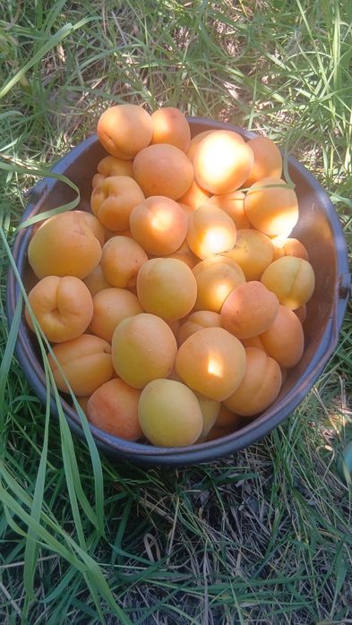 Cele mai bune caise fara tratament ceva bio