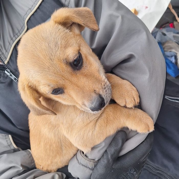 Donez cățeluși, vârstă 2 luni jumate