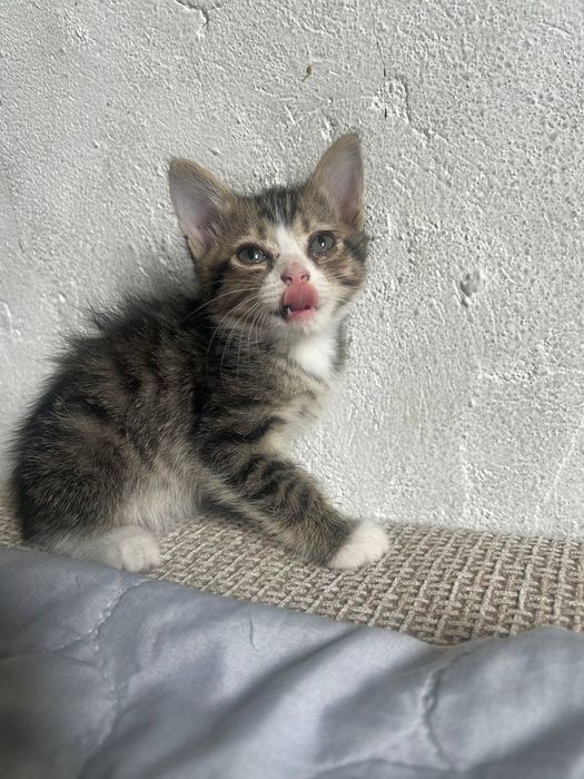 отдам котят в хорошие руки