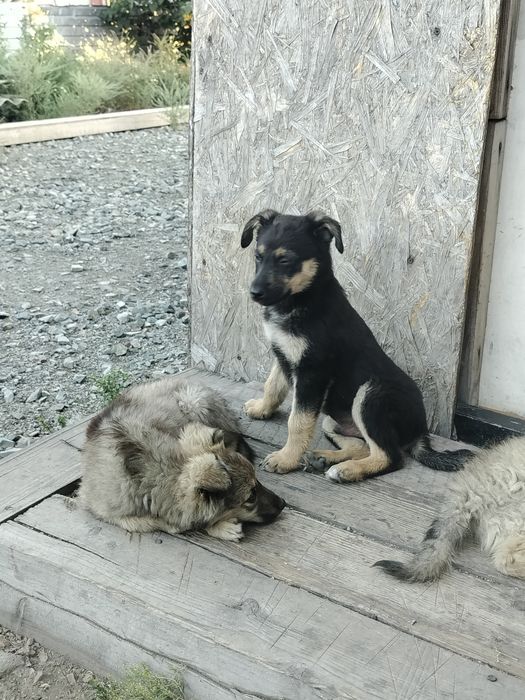 Щенки отдадим бесплатно