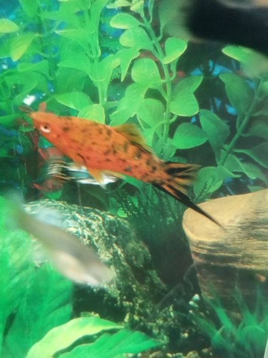 Меченосецы тигровые