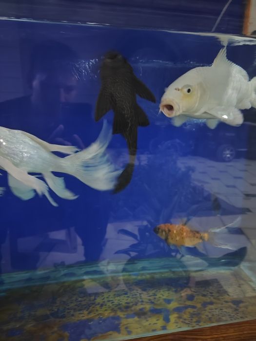 Балик Коя платина сотилади