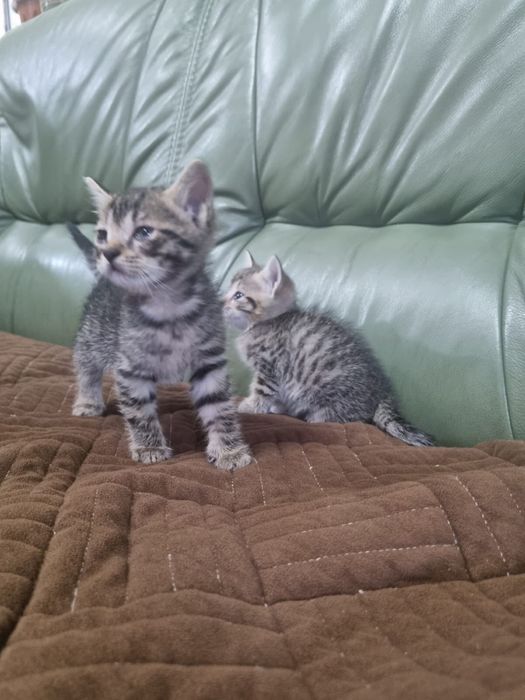Отдам котят в хорошие руки