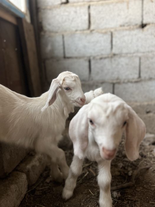 Лақтар/ Козляты  породистые