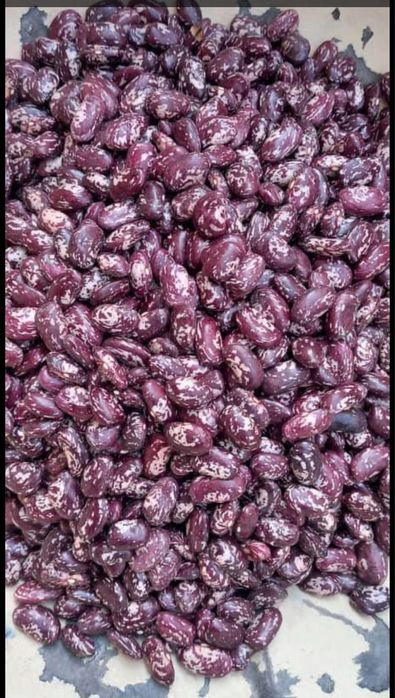 Маш, фасоль, рис лазер, лобия