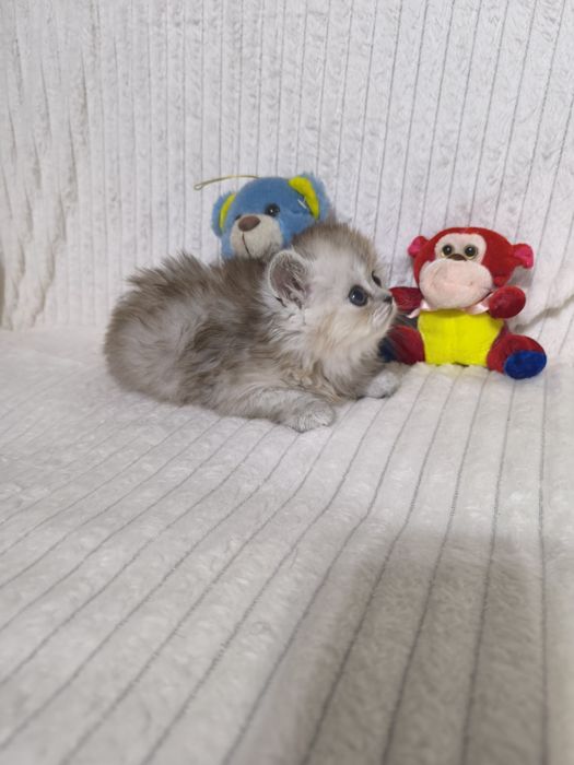 Персидские котята