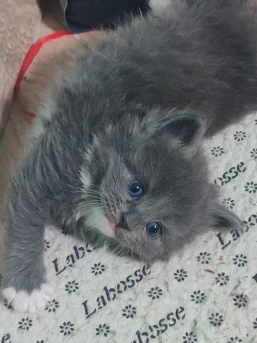 Продам котят в хорошие руки