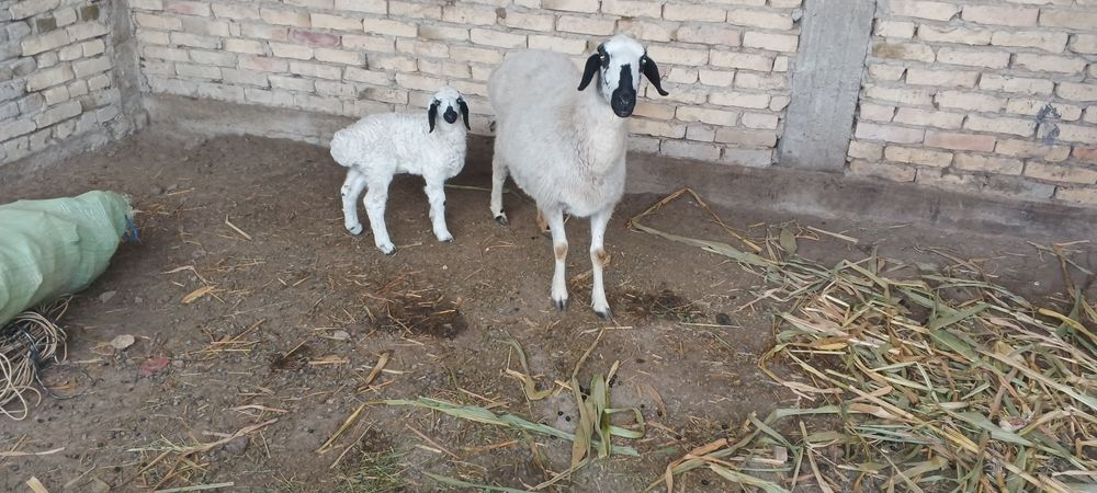 Куйлар сотиладии